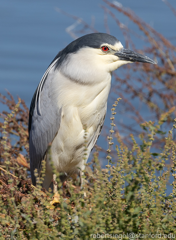 emily renzel wetlands